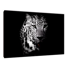 Leopardos 40