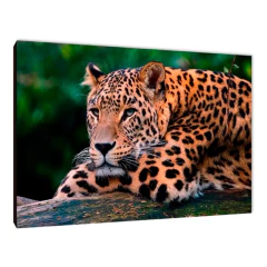 Leopardos 46