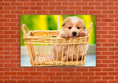 Perros 48 - tienda online