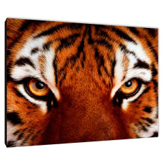 Tigres 5 - comprar online