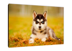 Perros 54 - comprar online