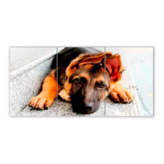 Tríptico simple Perros 6