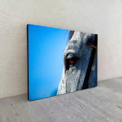 Caballos 62 en internet