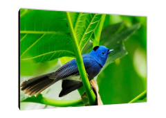 Pájaros 67 - comprar online