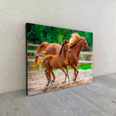 Caballos 73 en internet