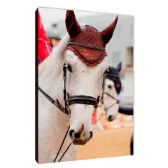 Caballos 74