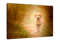 Perros 74 - comprar online