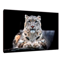 Leopardos 78