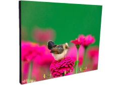 Portallaves de pared Pájaros 81 - comprar online