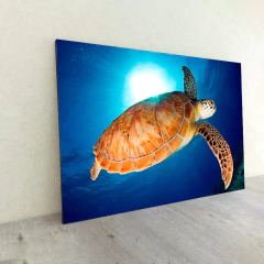 Animales Varios 8 en internet