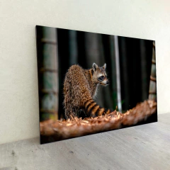 Animales Varios 84 en internet