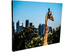 Portallaves de pared Jirafas 84 - comprar online