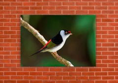 Pájaros 90 - tienda online