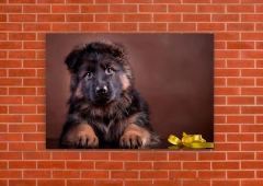 Perros 96 - tienda online