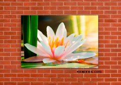 Flor de loto 15 en internet