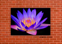 Flor de loto 18 en internet