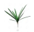 112870 - FOLHA DE ORQUIDEA CYMBIDIUM COM RAIZ X 12 (M) 64CM