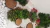 Álbum de fotos, de jardins feitos com Plantas Permanente - Móveis planejados, Móveis soltos, Iluminação, Cortinas e Persianas, Decoração,Floricultura Permanente, Tapetes e Papel de Parede 