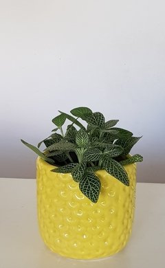 MACETA PIÑA - comprar online