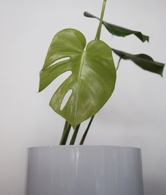 Planta Monstera - comprar online