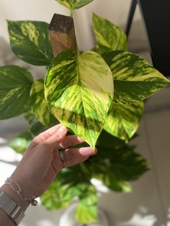 Planta Potus alto - comprar online