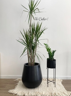 Planta Drancena Marginata - comprar online