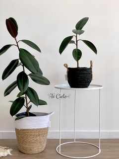 Planta Gomero - 120 cm Altura