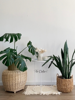 Planta Sanseivieria en internet
