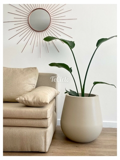 Planta Strelitzia ha