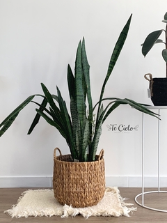 Planta Sanseivieria