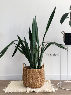 Planta Sanseivieria