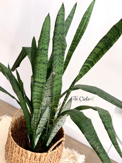 Planta Sanseivieria - comprar online