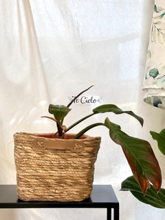 Cesto Kraby - comprar online