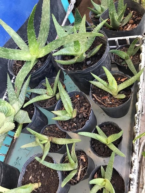 ALOE VERA MEDICINAL