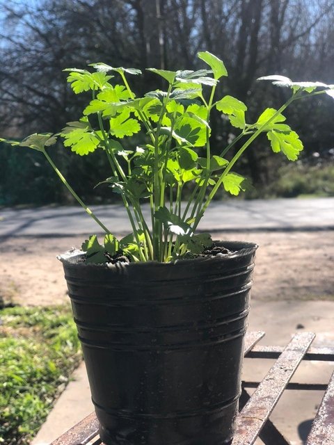 AROMÁTICAS CONSULTAR STOCK