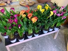 Kit com 8 vasos CALLA - Flor do Orgulho na internet