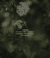 Banner de PRESENCIA NATIVA