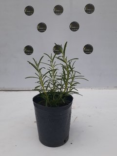 Plantin de ROMERO AROMATICA M 12