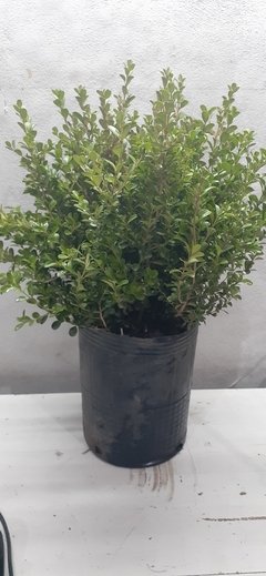 Buxsus sempervirens E 10lts