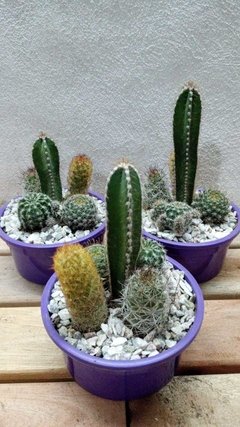 Cactus