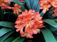 Clivia 3 lts - comprar online