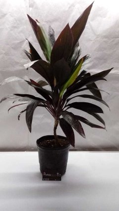Drácena rubra 5lts - comprar online