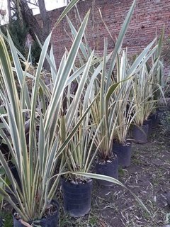 Formio variegado 10lts