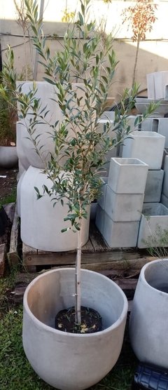 Olivo 150cm