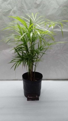 Palmito 3 lts.