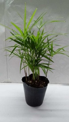 Palmito M12 - comprar online