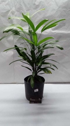 Raphis excelsa - comprar online