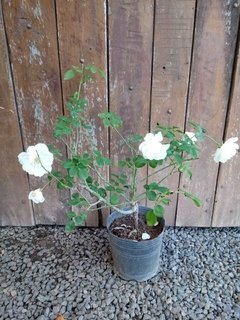 Rosal ICEBERG pie bajo 5LTS