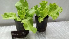 Lechuga M10