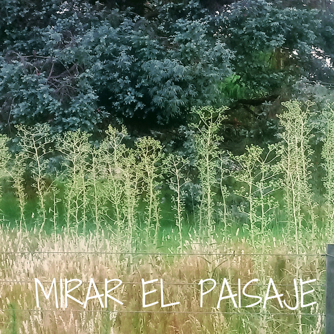 Banner Vivero Adeja